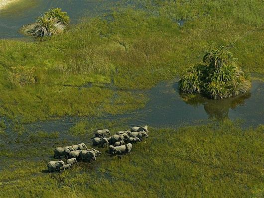 Mombo Camp (Okavango)