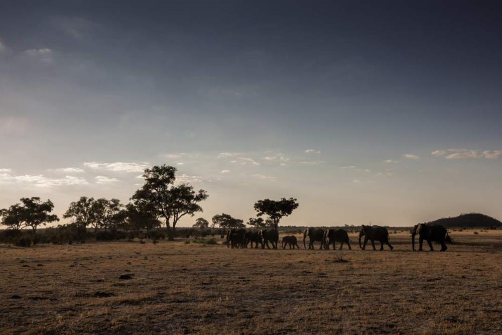 Belmond Savute Elephant Lodge