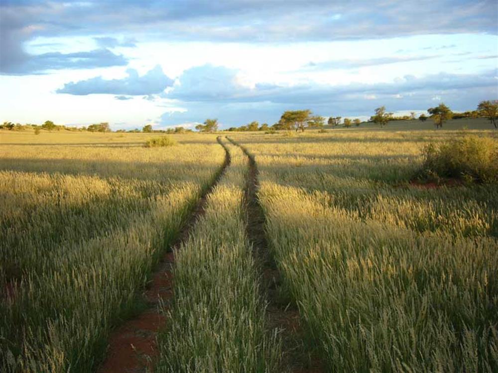 Bagatelle Kalahari Game Ranch