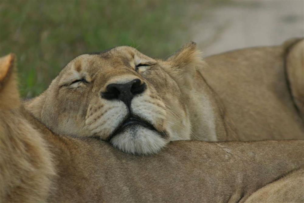 Chobe Elephant Camp 