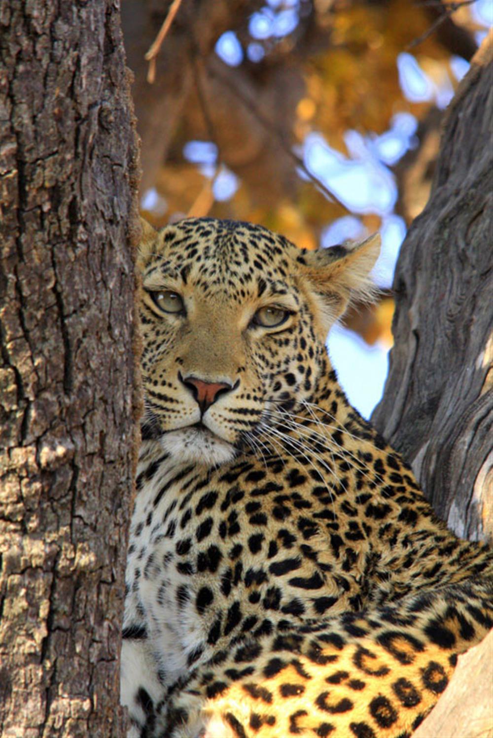 Chobe Elephant Camp 