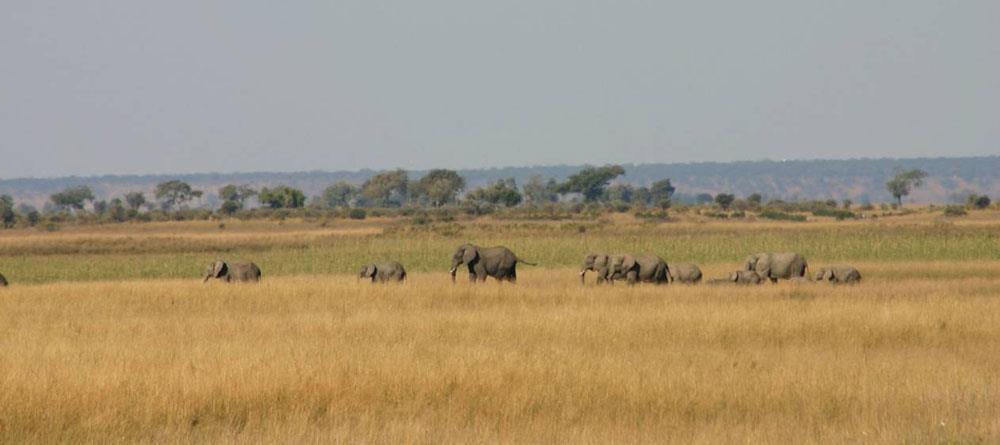 Chobe Elephant Camp 