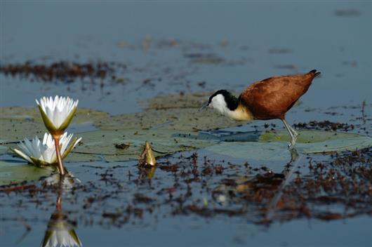 Jacana Camp