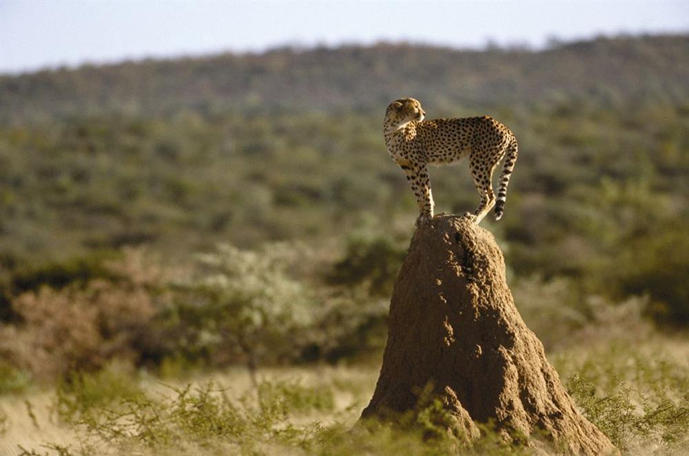 Okonjima Bush Camp