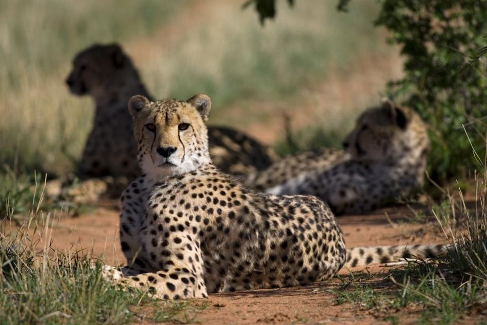 Okonjima African Villa