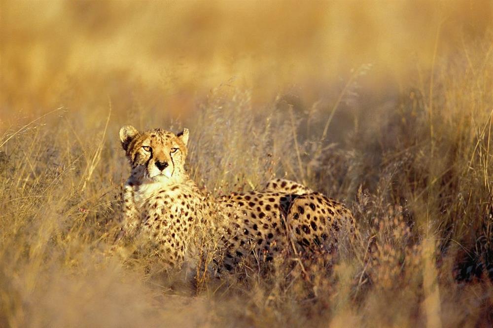 Okonjima Plains Camp