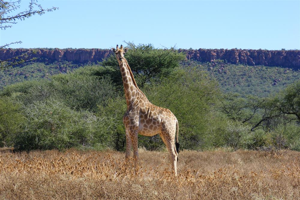 Waterberg Wilderness Lodge