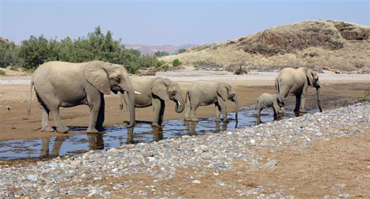 Skeleton Coast Safaris