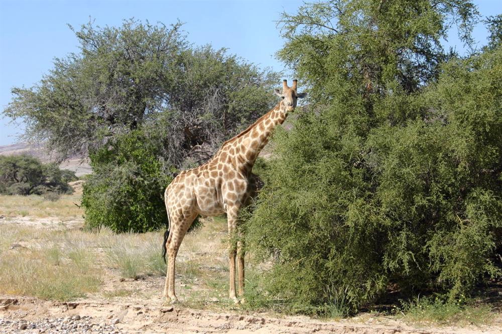 Skeleton Coast Safaris