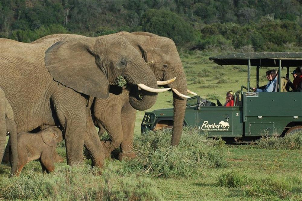 Msenge Bush Lodge