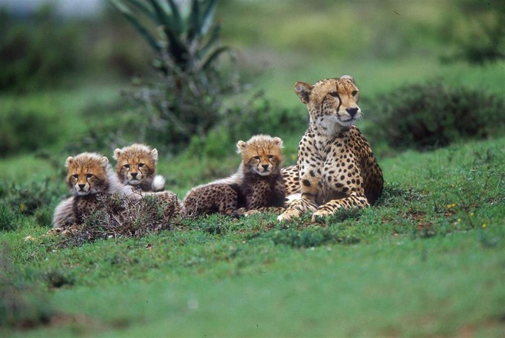 Bush Lodge