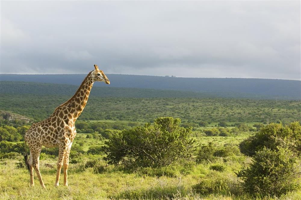 Great Fish River Lodge