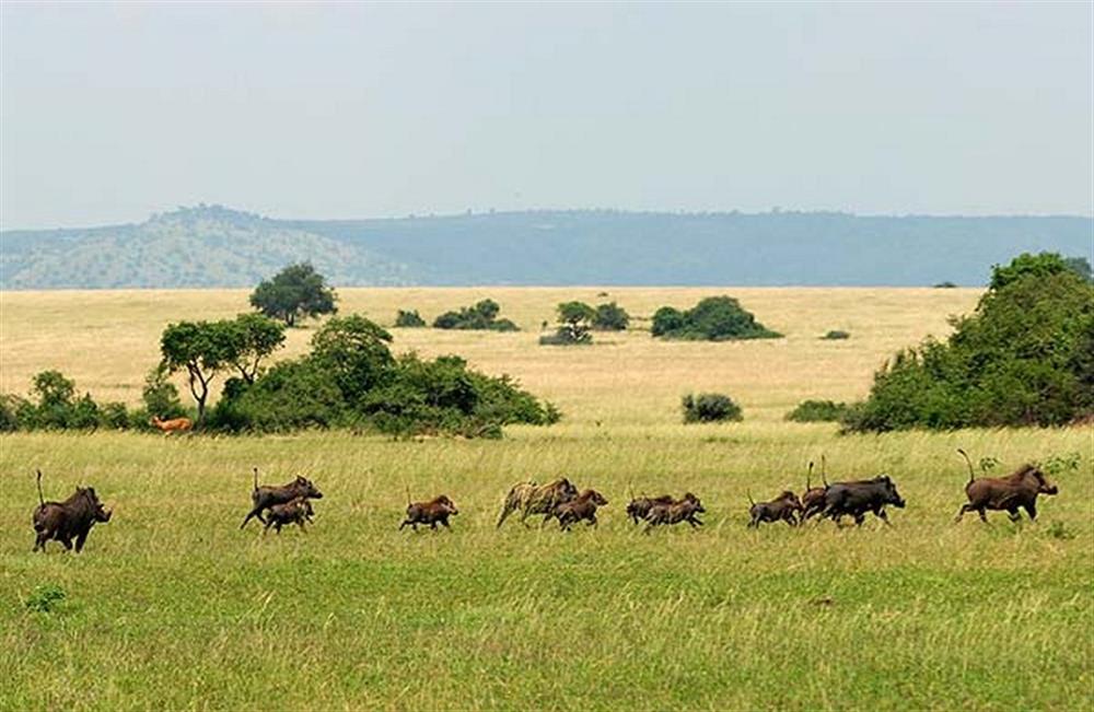 Lake Albert Safari Lodge