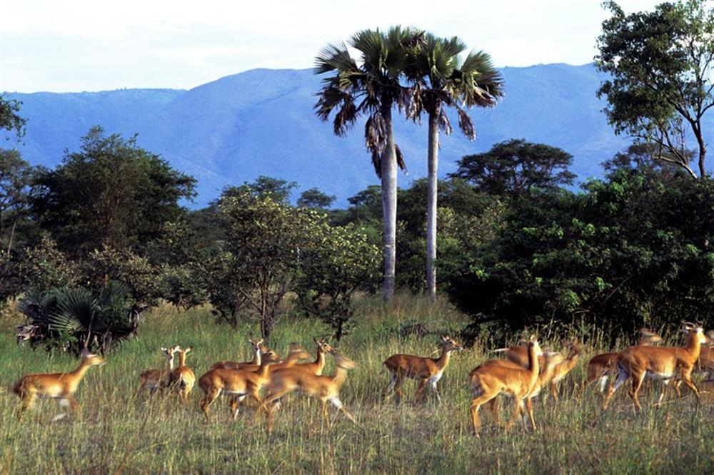 Semliki Safari Lodge