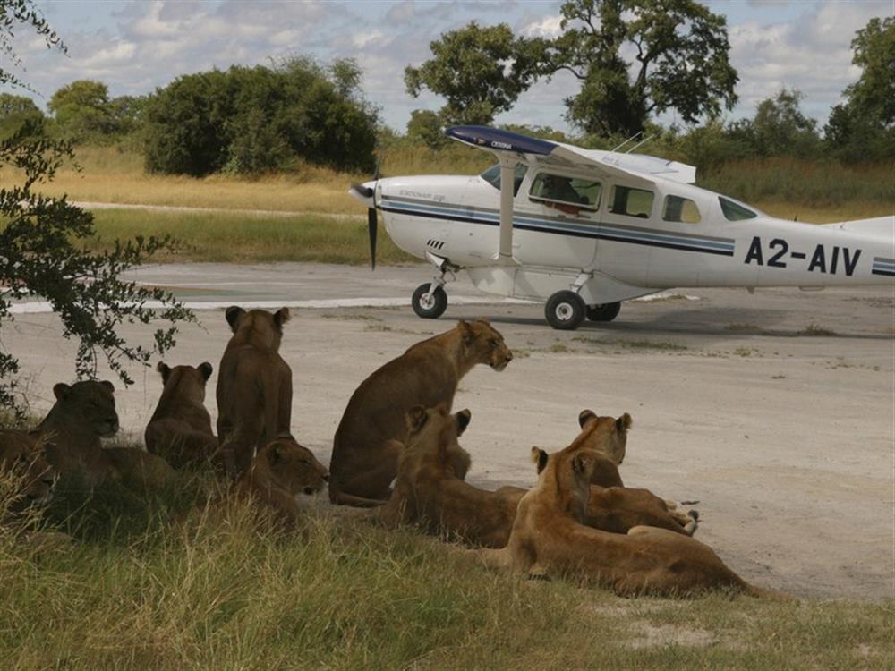 Vumbura Plains Camp