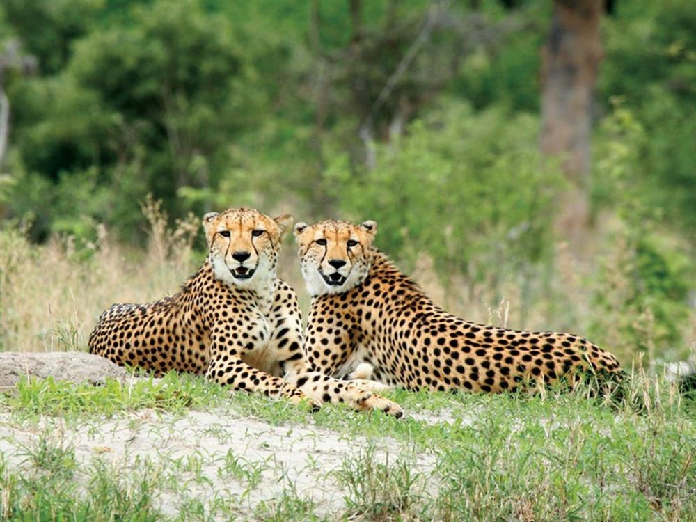 Vumbura Plains Camp