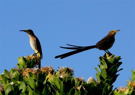 Grootbos