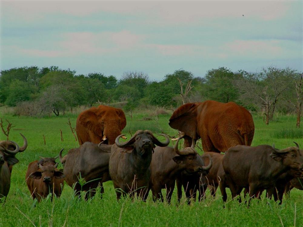 White Elephant Bush Camp