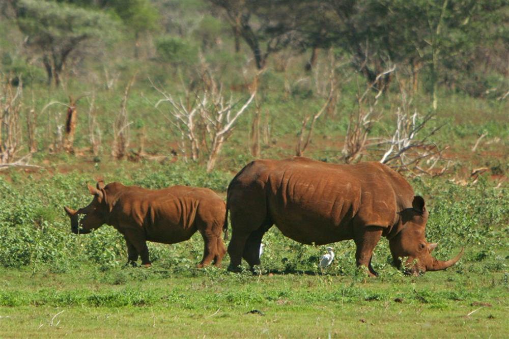 White Elephant Bush Camp