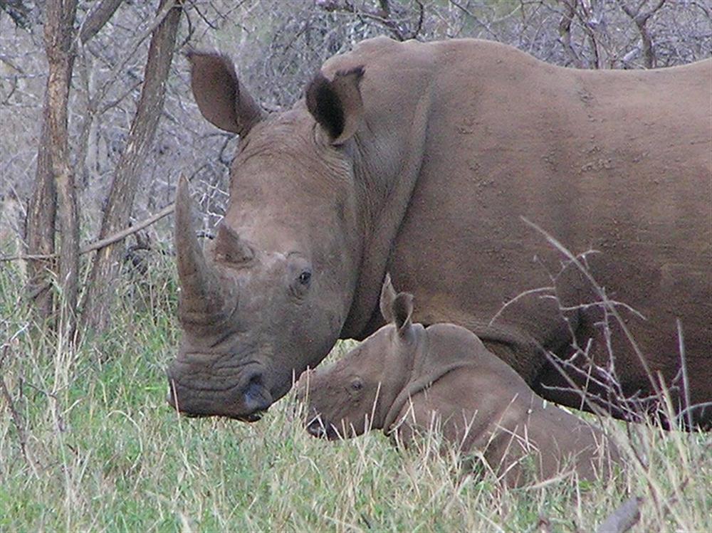 Thanda Main Lodge