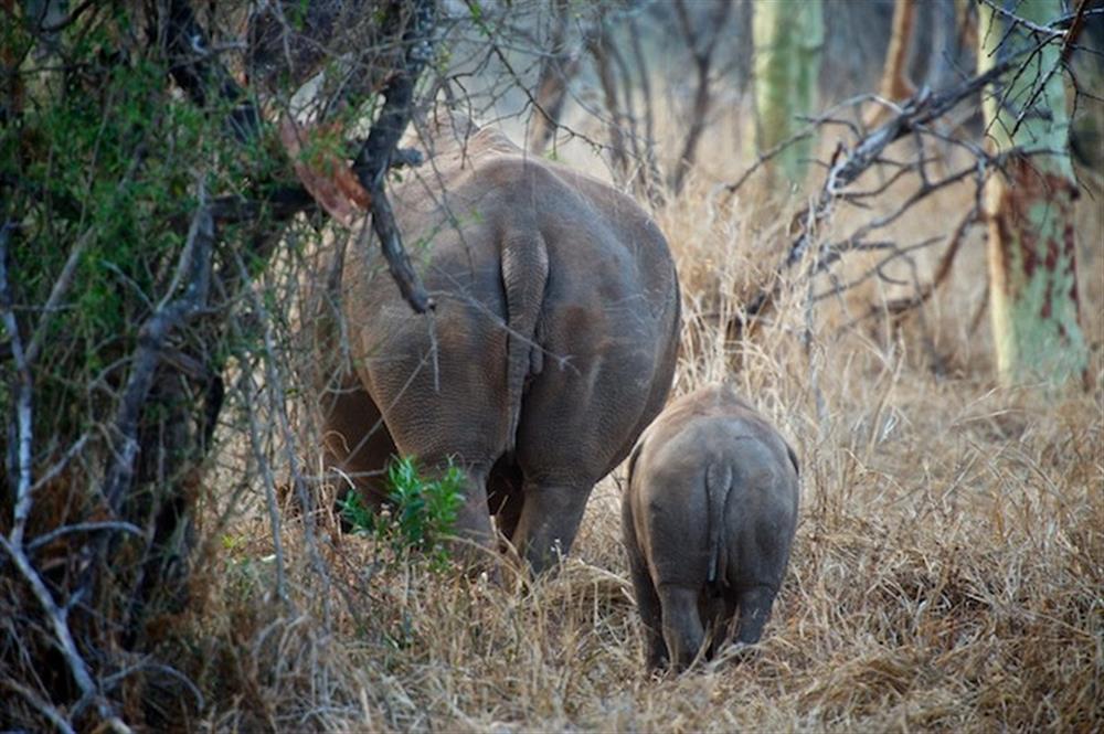 Thanda Tented Camp