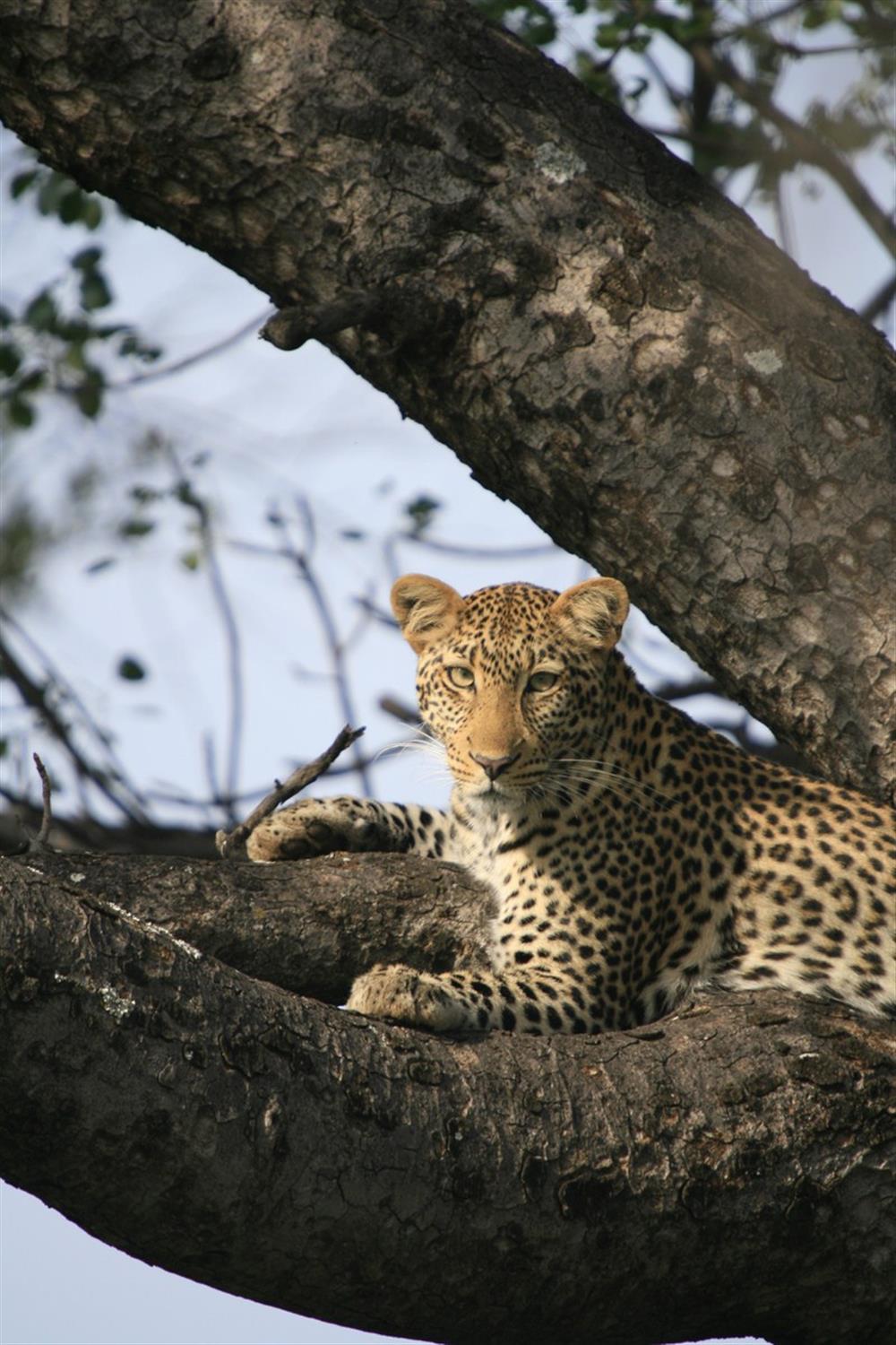 Buffalo Ridge Safari Lodge