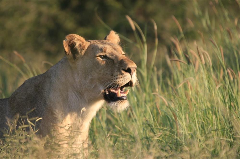 Buffalo Ridge Safari Lodge