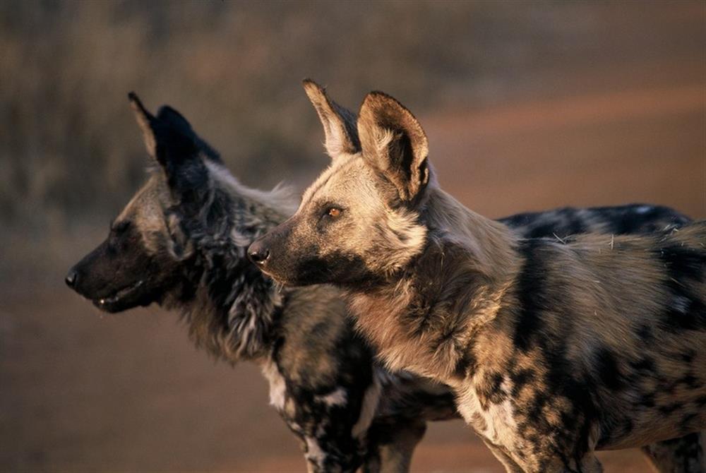 Buffalo Ridge Safari Lodge