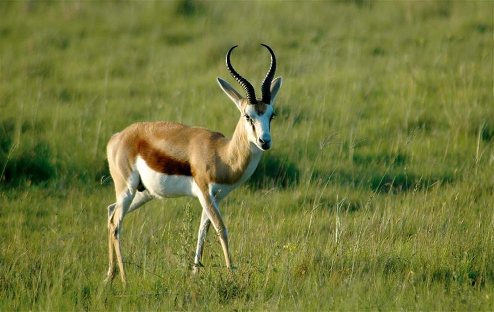 Madikwe Hills Private Game Lodge