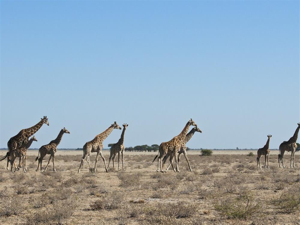 Kalahari Plains