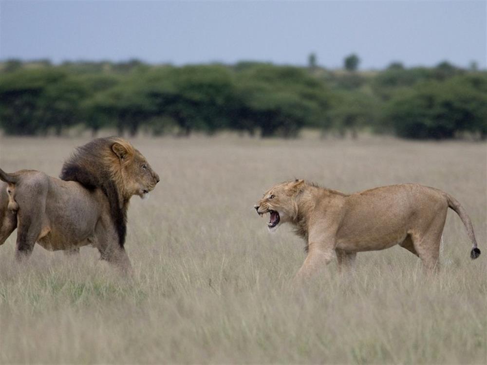 Kalahari Plains