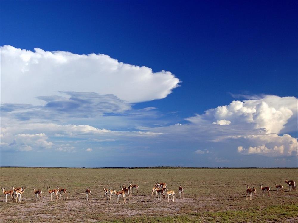 Kalahari Plains