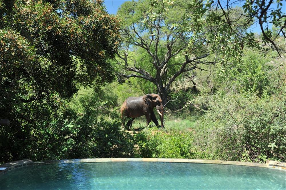 Tuningi Safari Lodge