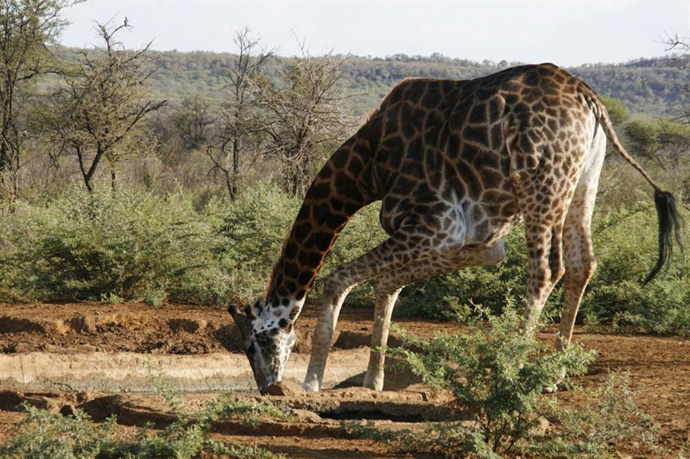 Tuningi Safari Lodge