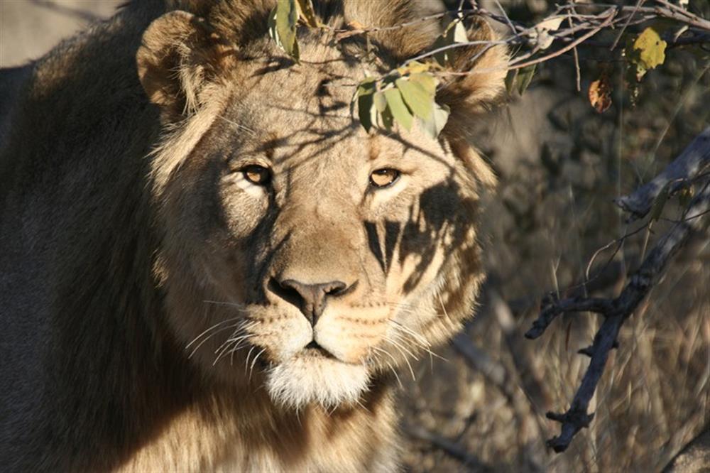 Tuningi Safari Lodge