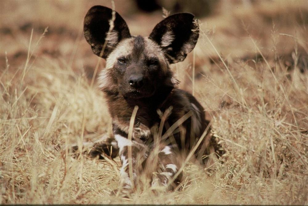 Tuningi Safari Lodge