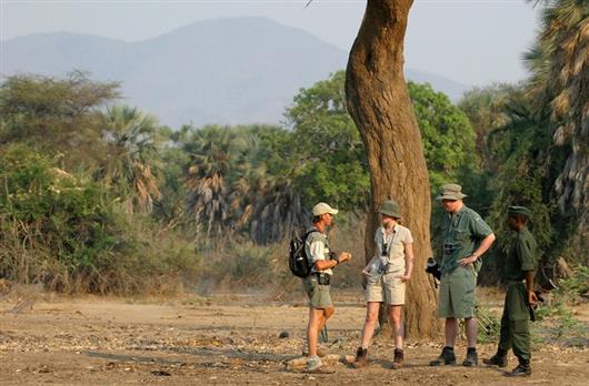 Sausage Tree Safari Camp