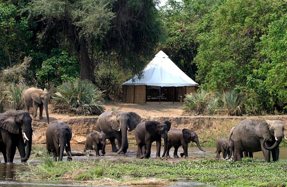 Sausage Tree Safari Camp