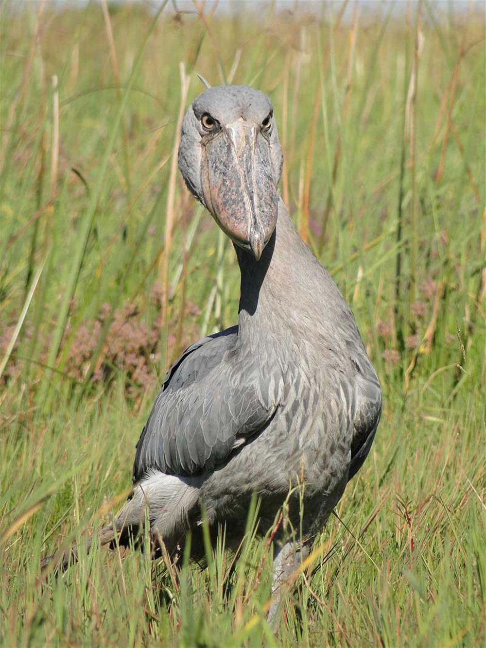 Shoebill Island Camp