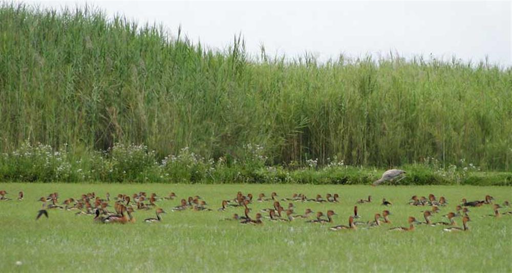 Shoebill Island Camp