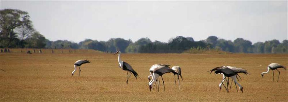 Shoebill Island Camp