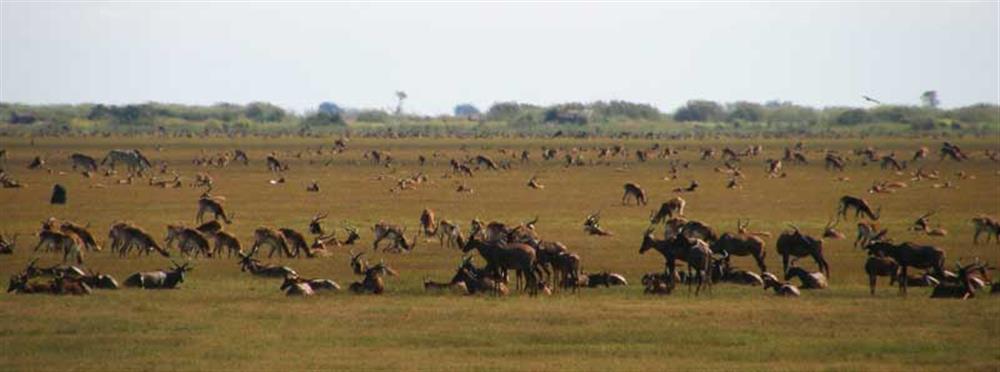 Shoebill Island Camp