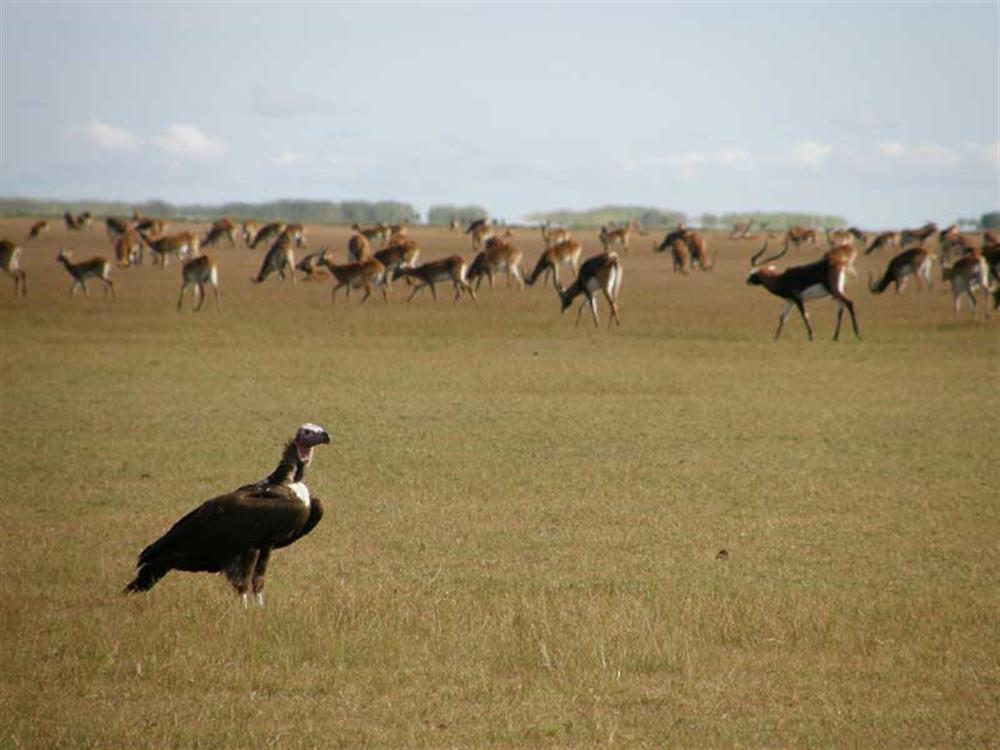 Shoebill Island Camp