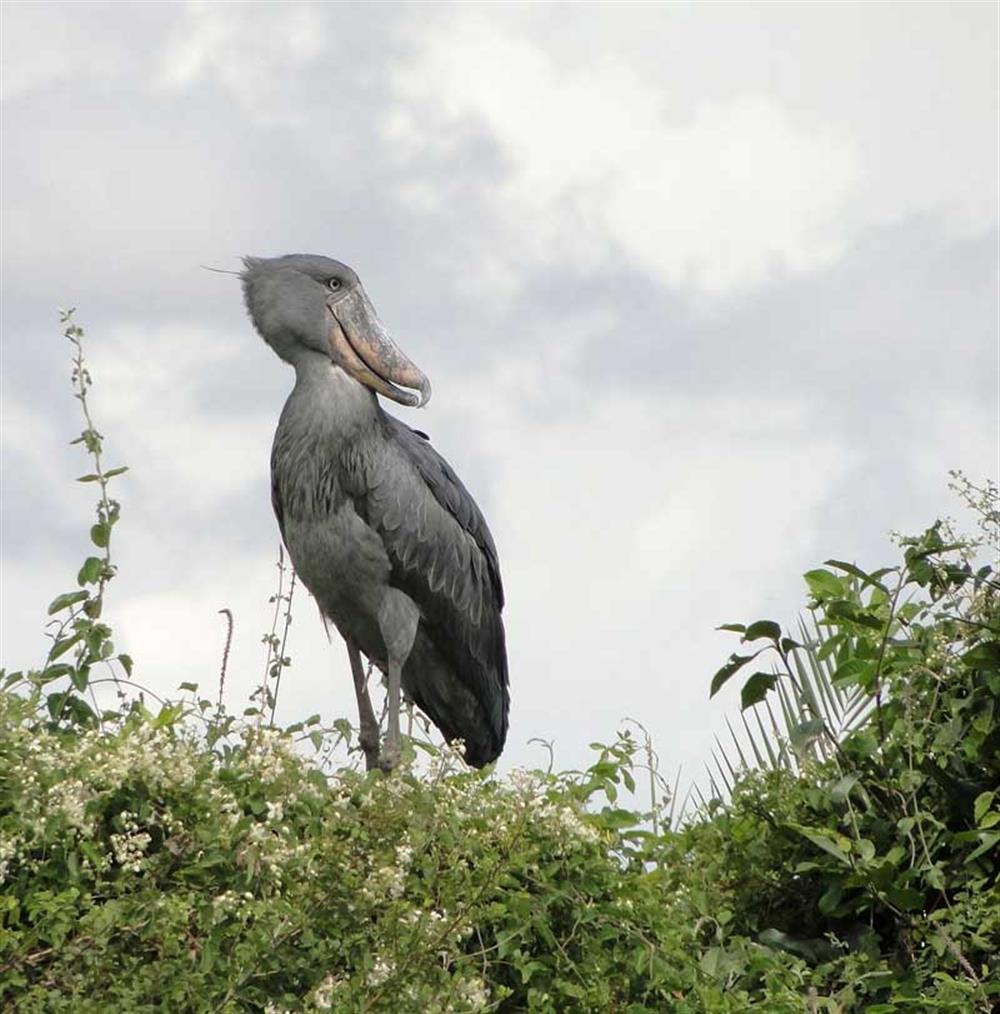 Shoebill Island Camp