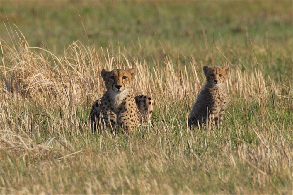 Nanzhila Plains Safari Camp