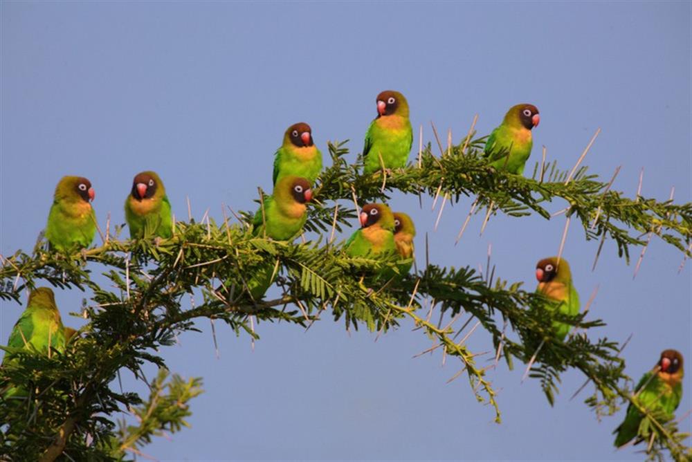 Nanzhila Plains Safari Camp
