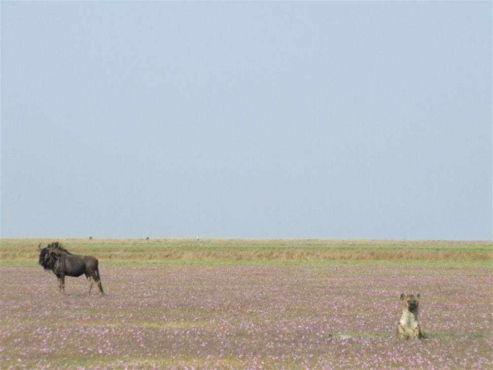 Liuwa Plain with Robin Pope