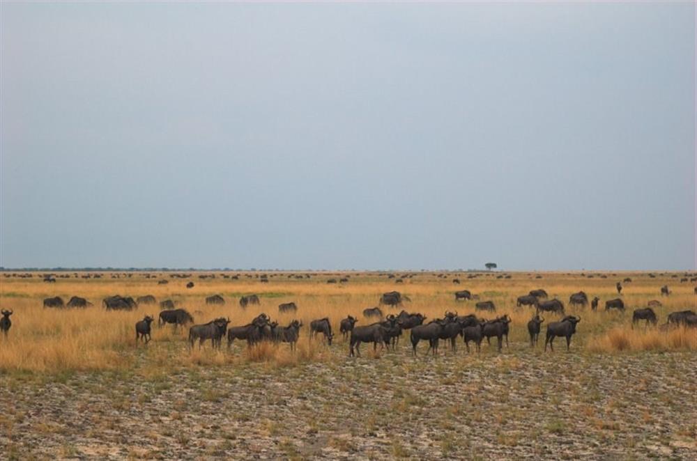 Liuwa Plain with Robin Pope