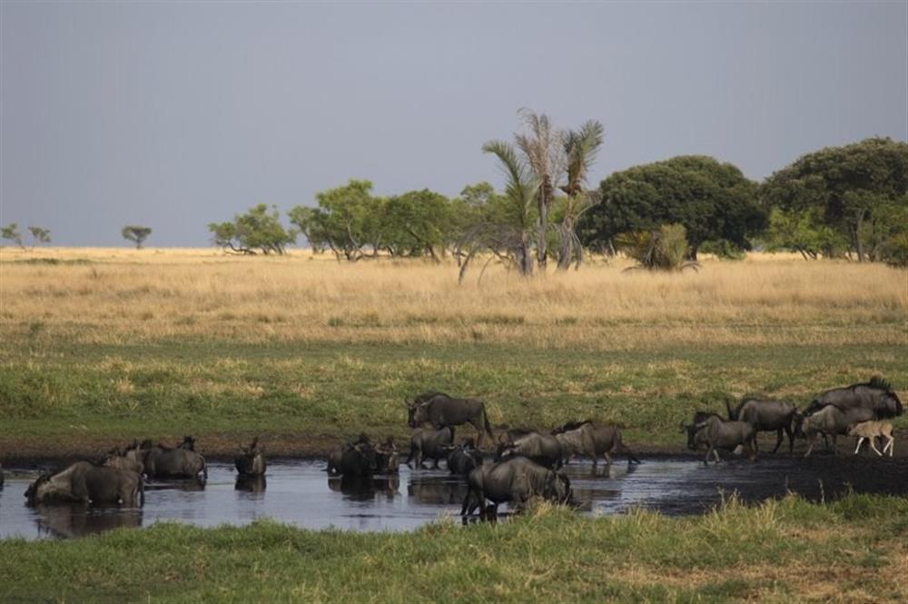 Liuwa Plain with Robin Pope