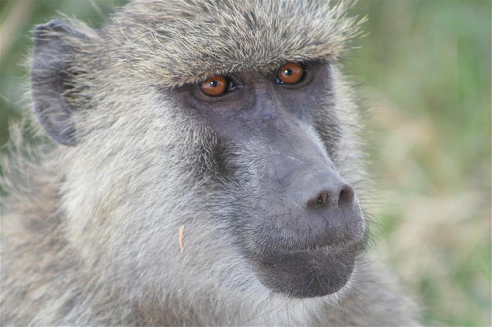 Porini Amboseli Camp